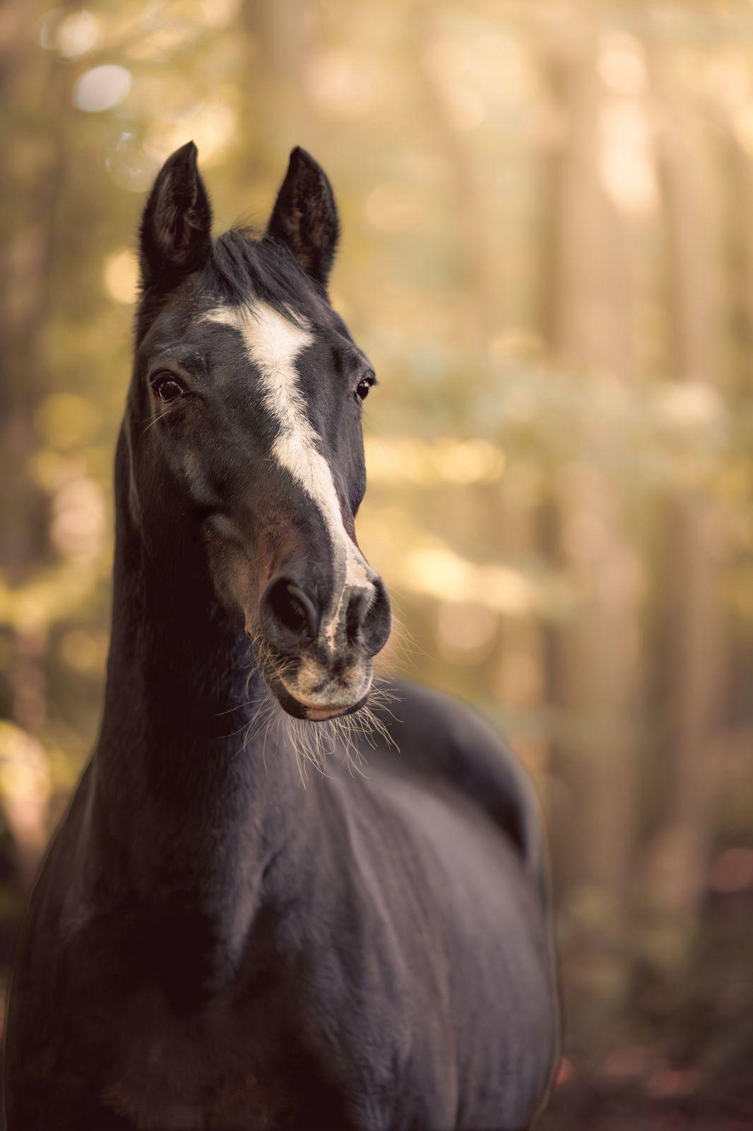 tierischestimmenpferdferdinand