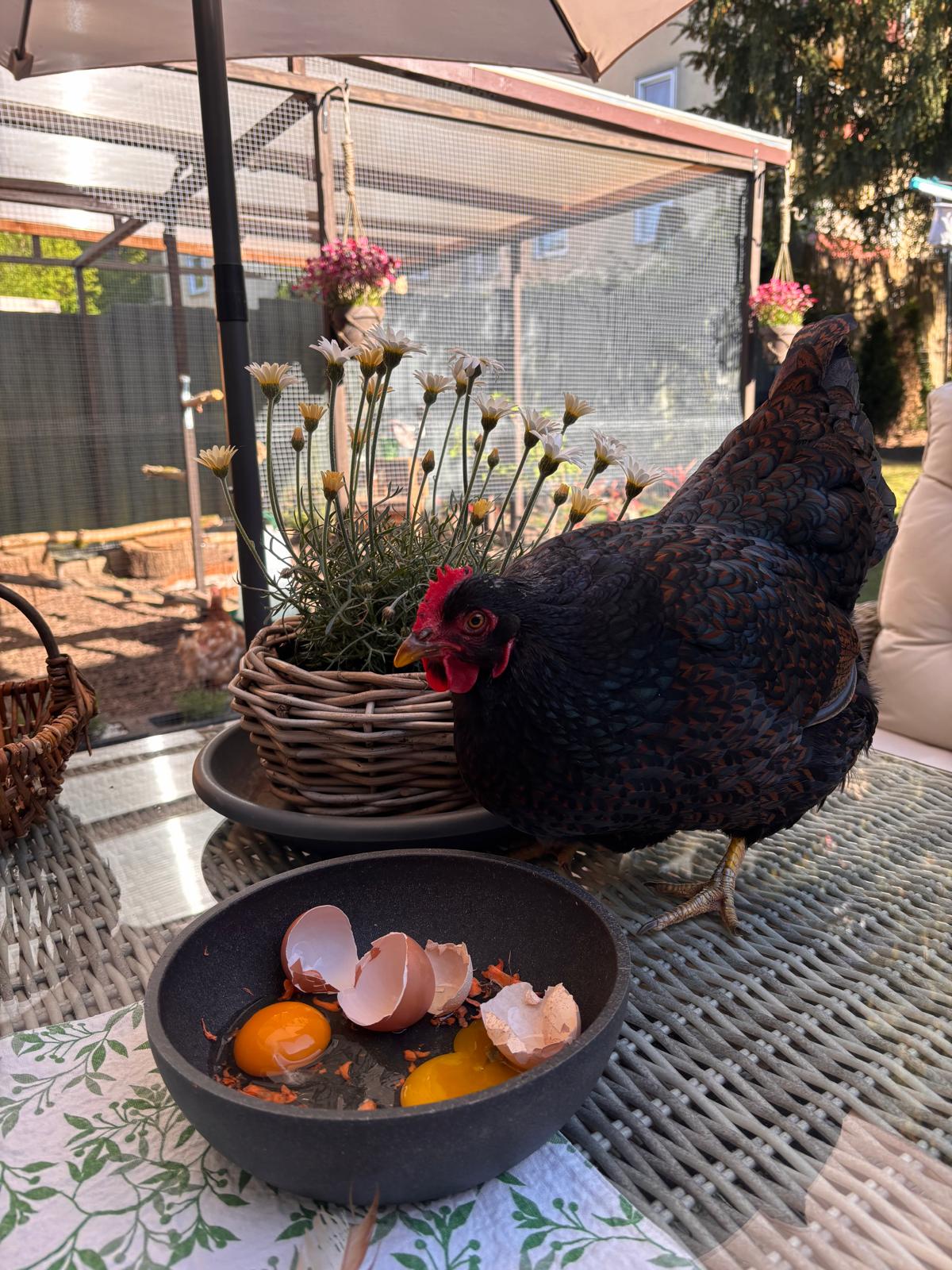 tierstimmen_huhn-henriette